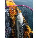 Kahawai 26 May 12 Ajpg